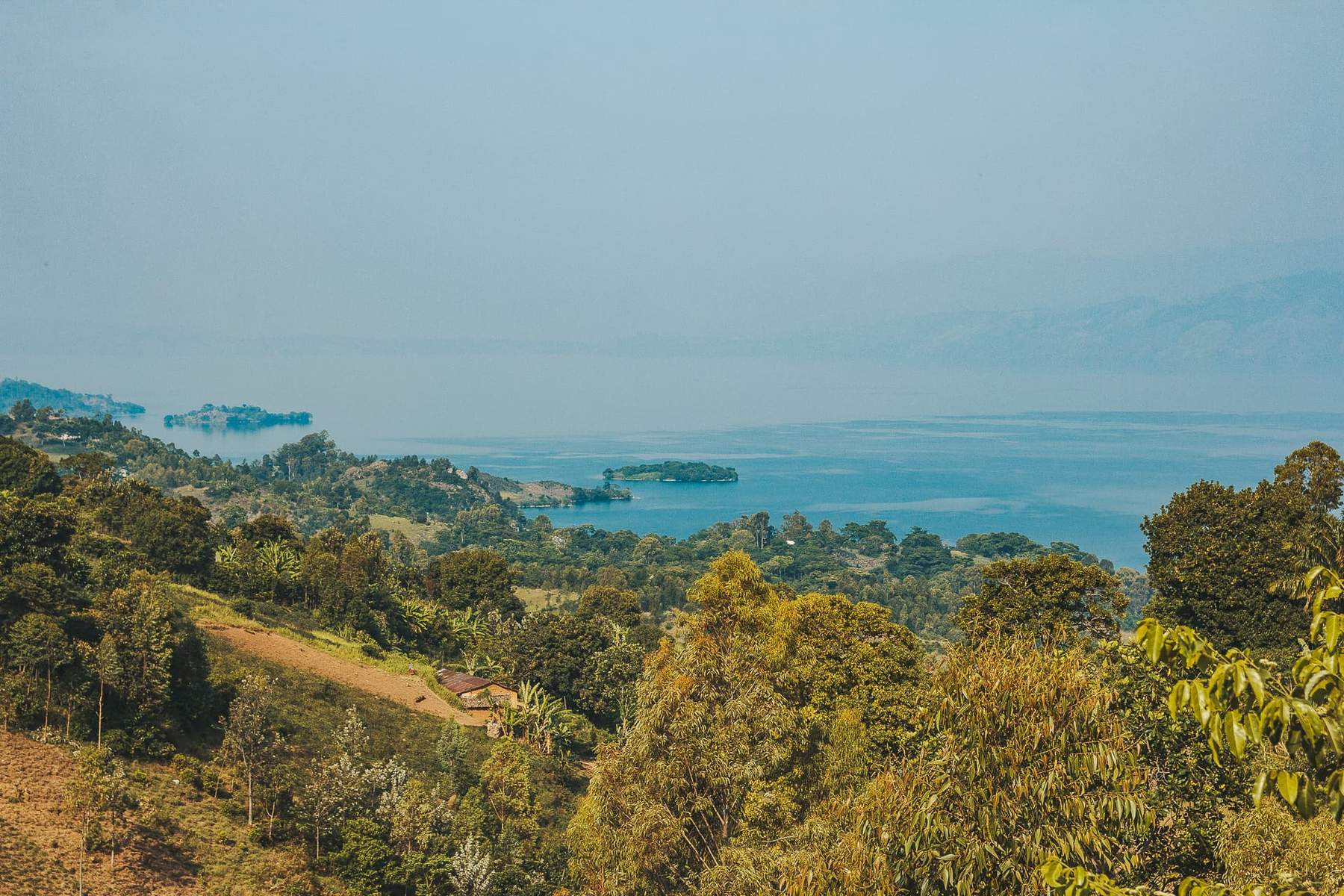 Coffee Spotlight - Twende Cooperative, The Democratic Republic of Congo