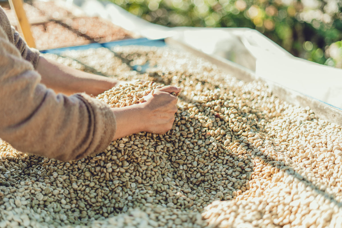 Coffee 101: Processing
