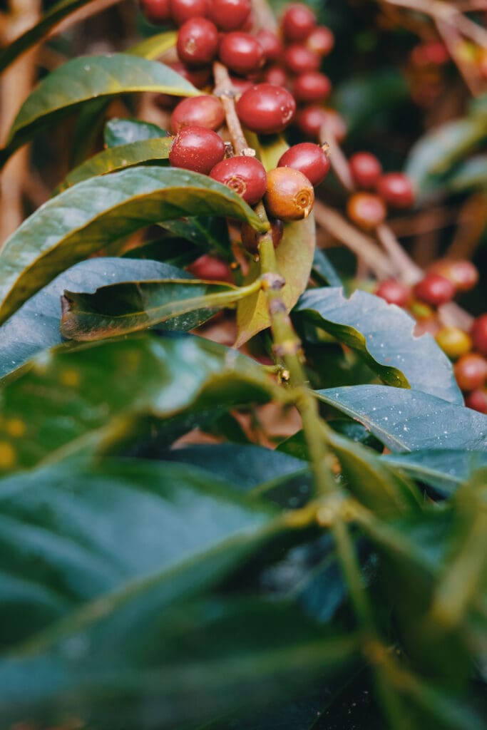 Ethiopia - Yirgacheffe Resetti Washed