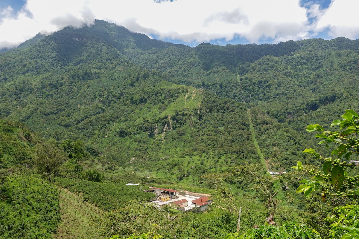 Guatemala - Flor del Cafe Organic